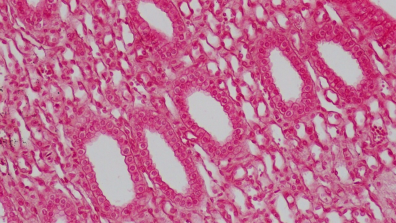 Pink rings and elongated loops of closely packed cells surround pale open tubule lumens; round darker nuclei are visible within the lining.