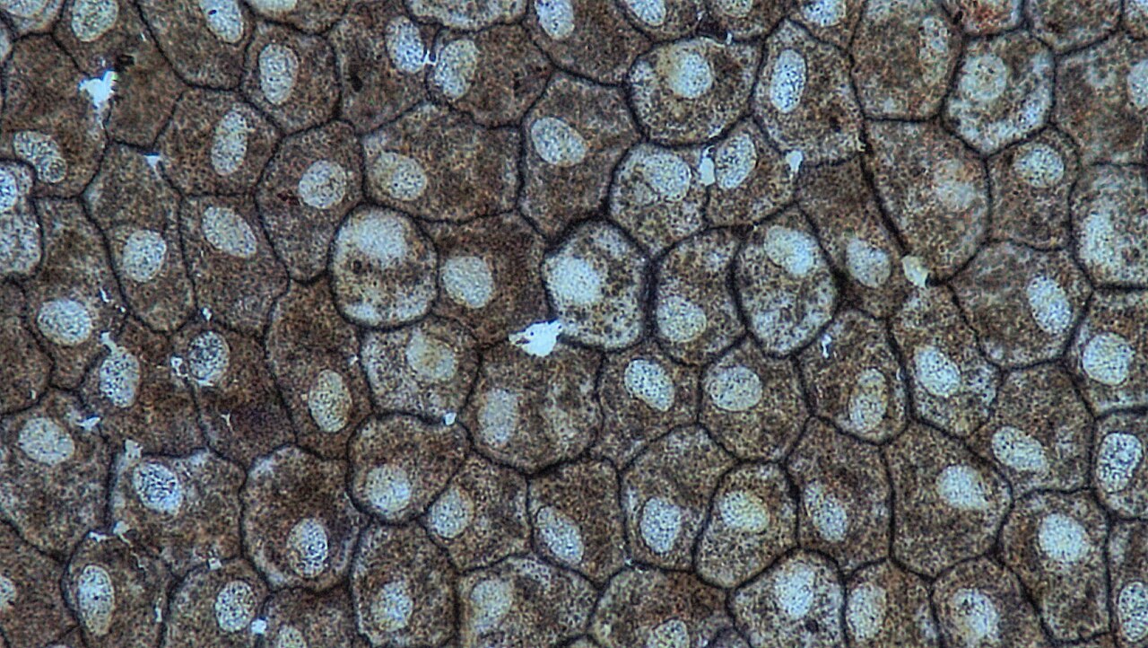 A tightly joined mosaic of flat, irregular polygonal cell outlines, each surrounding a paler central nuclear region, viewed from the surface.