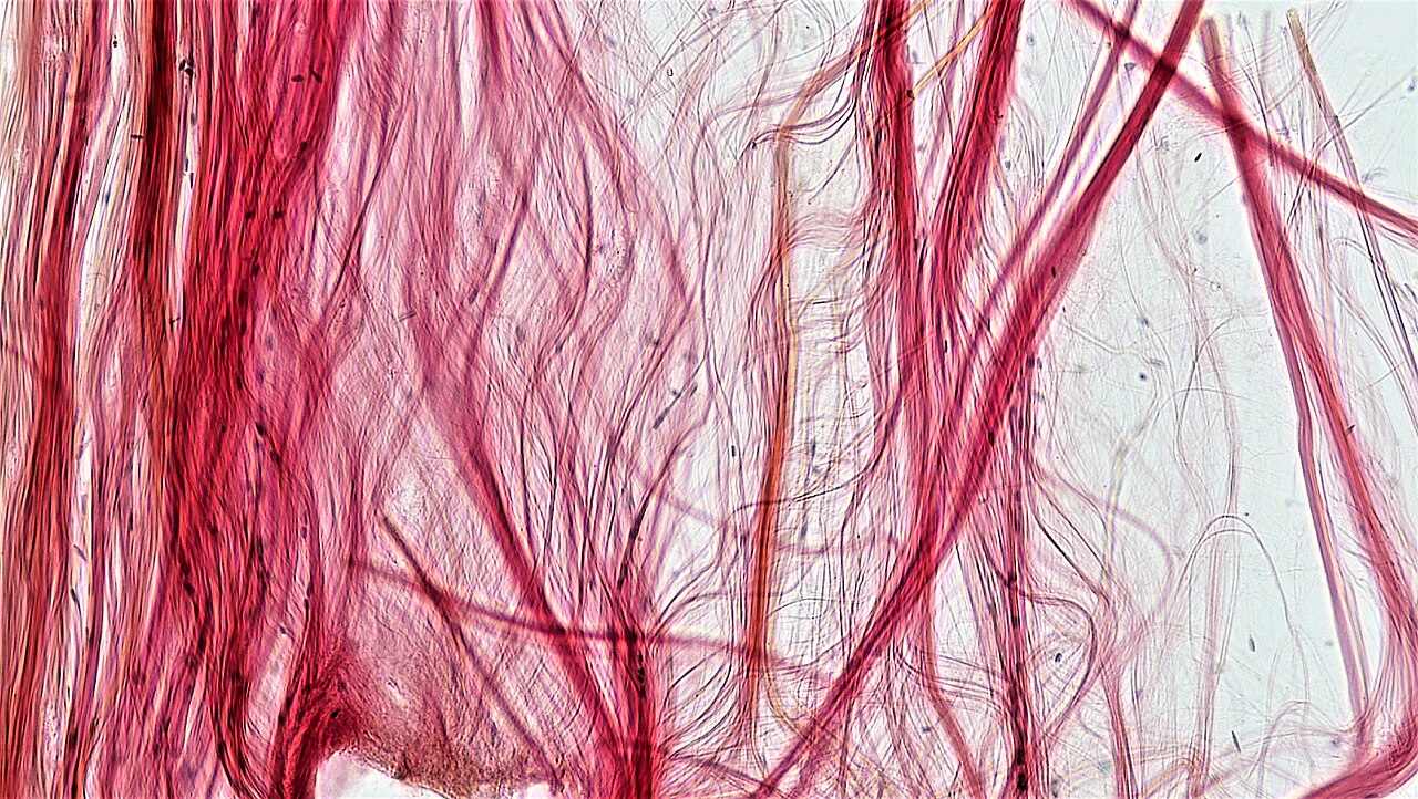 Long pink and red fibrous bundles run mainly vertically, with thinner strands pulled apart across pale spaces and only sparse dark nuclear profiles.